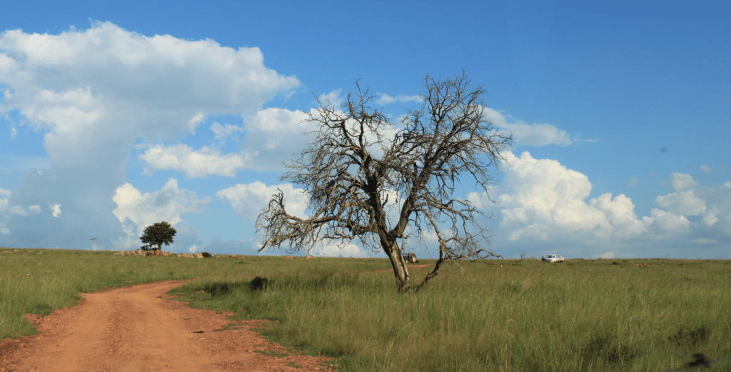 Love Letter to South&nbsp;Africa