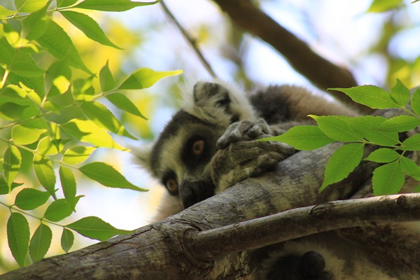 Mada in a&nbsp;snapshot